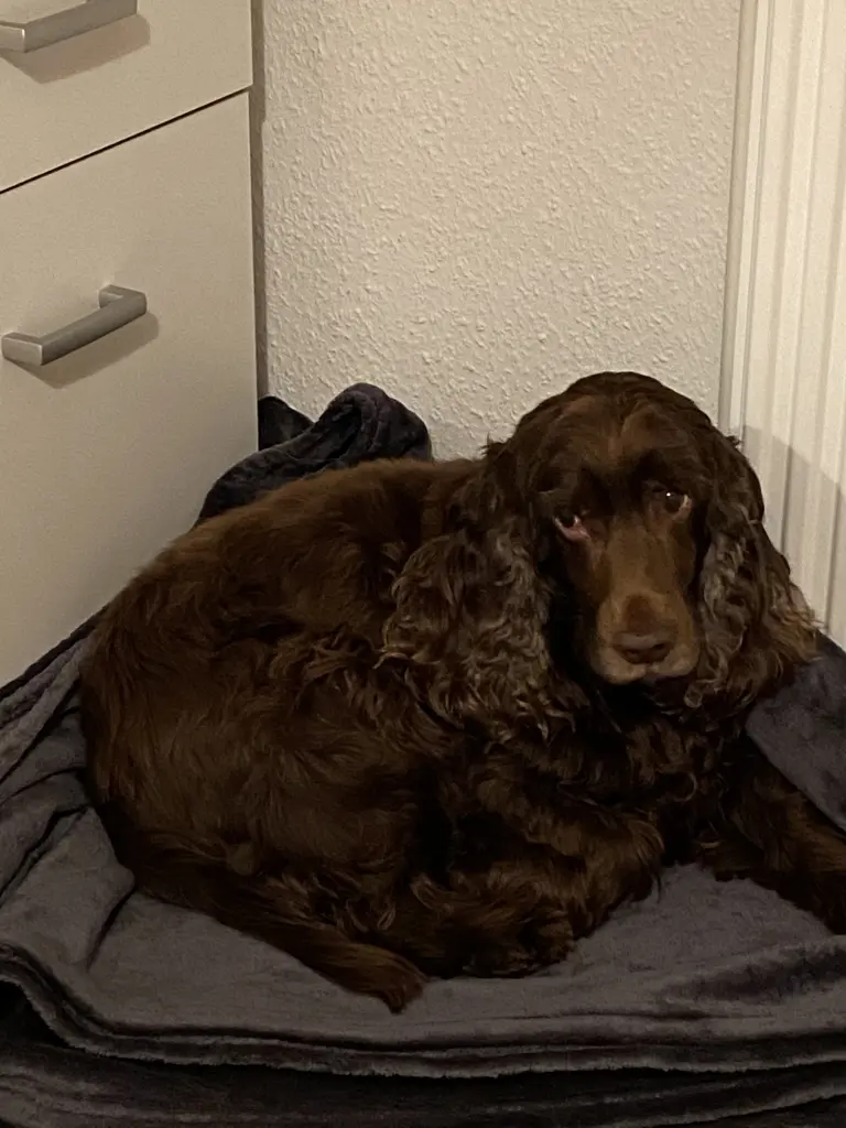 Condolence image of Kerstin mit Linus im Himmel