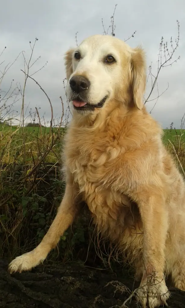 Andachtsbild von Unbekannt