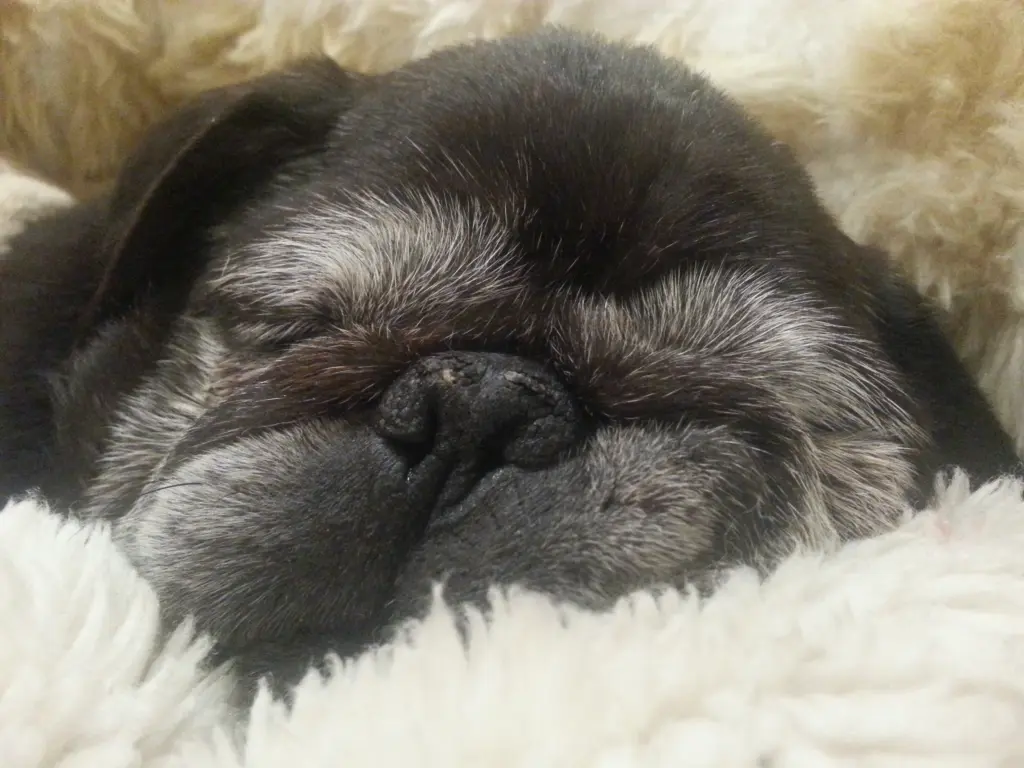 Andachtsbild von Cornelia mit Bruno & Barni im Herzen