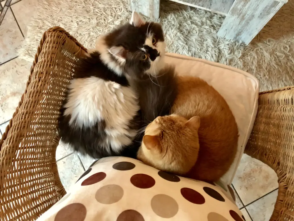 Image from Harry