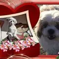 Condolence image of Marika mit Balou und Hippo im Herzen