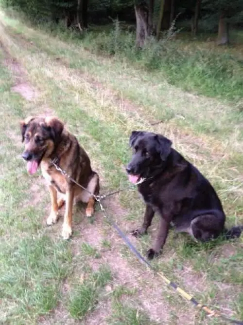 Image from Lucky & Choco