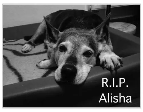 Image from Alisha