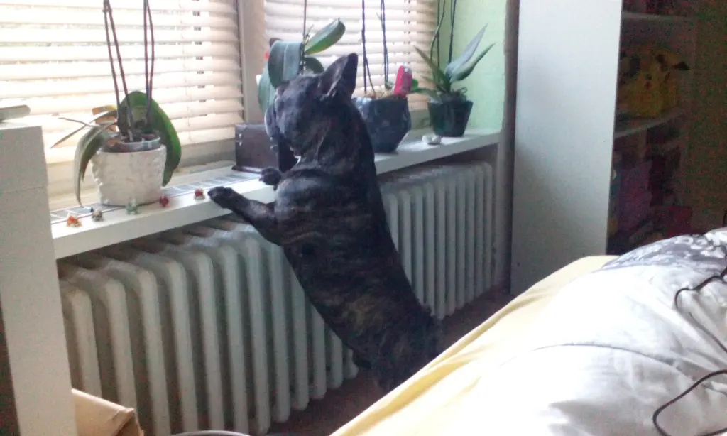 Image from Kobold