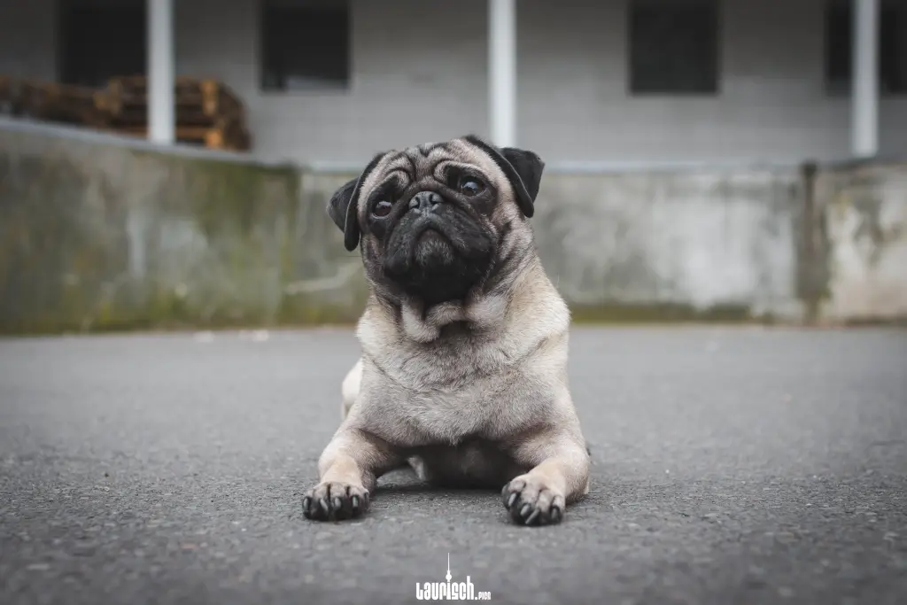 Image from Brutus