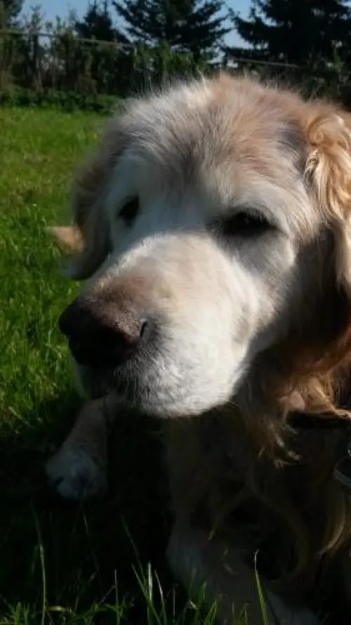 Image from Balou