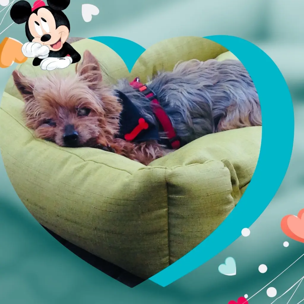 Image from Micky