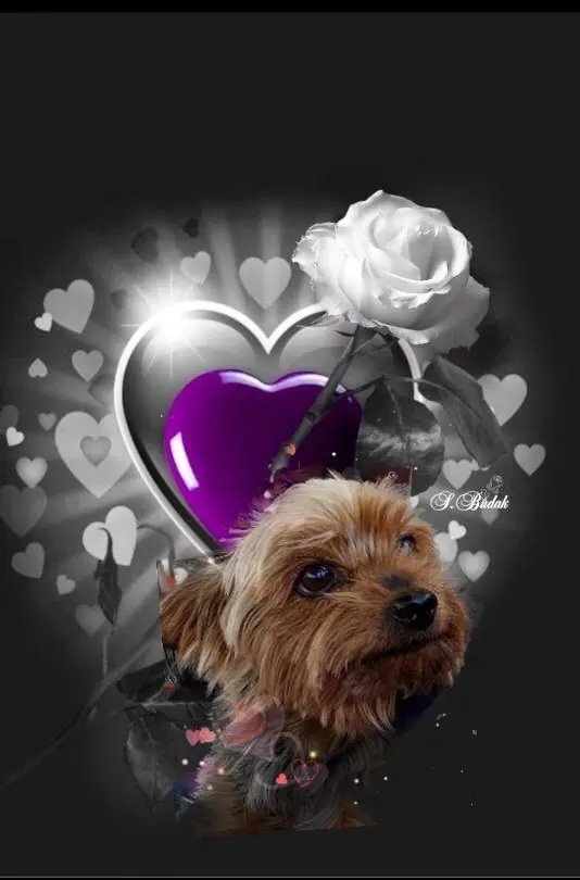 Image from Micky