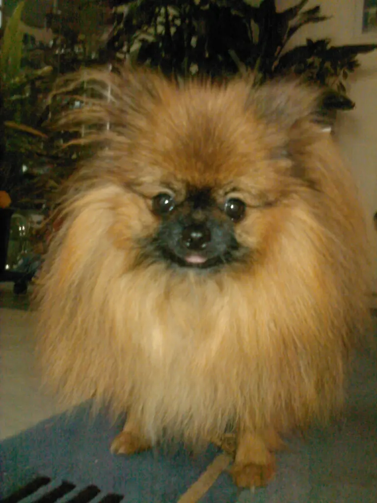 Image from Gizmo