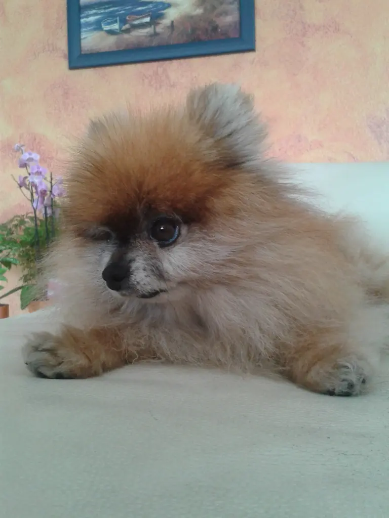 Image from Gizmo