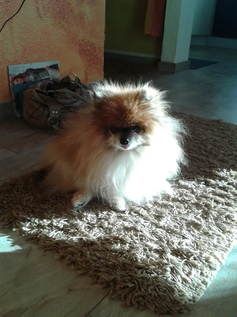 Image from Gizmo