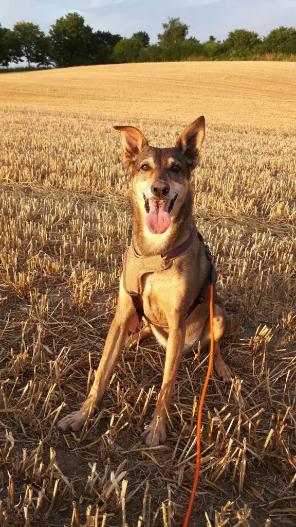 Image from Nicky, der kleine Prinz