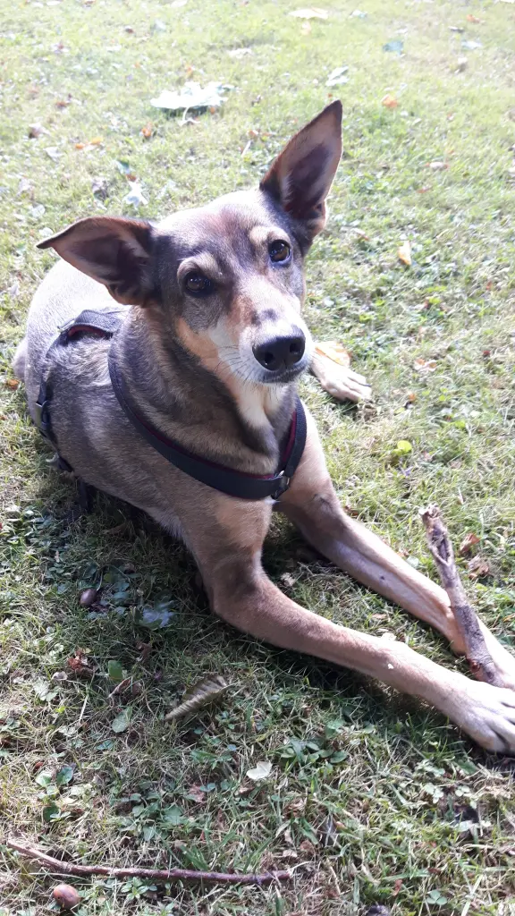 Image from Nicky, der kleine Prinz