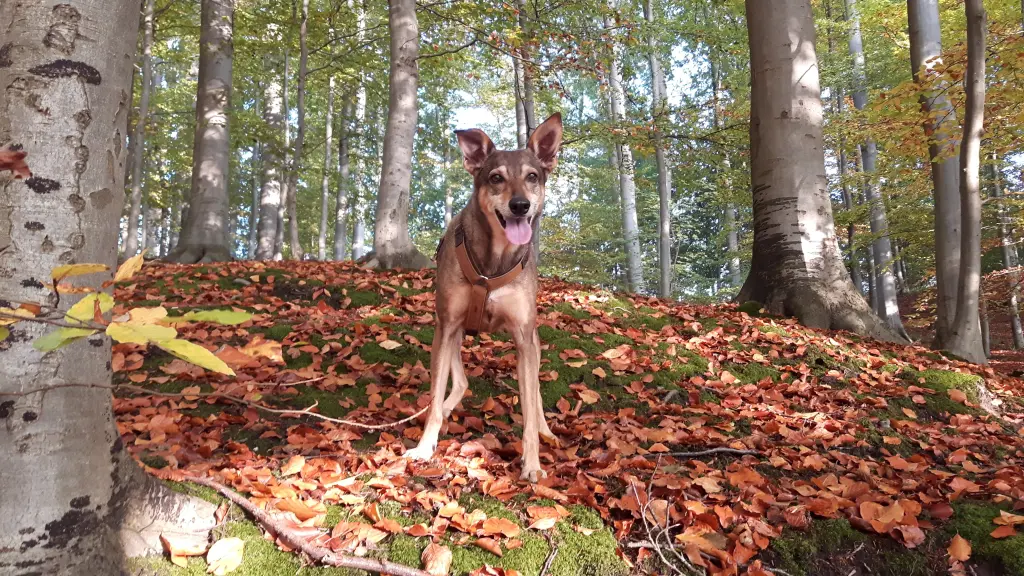 Image from Nicky, der kleine Prinz