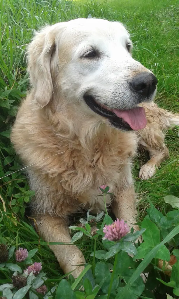 Andachtsbild von Unbekannt