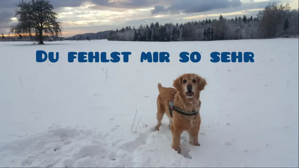 Image from Lara