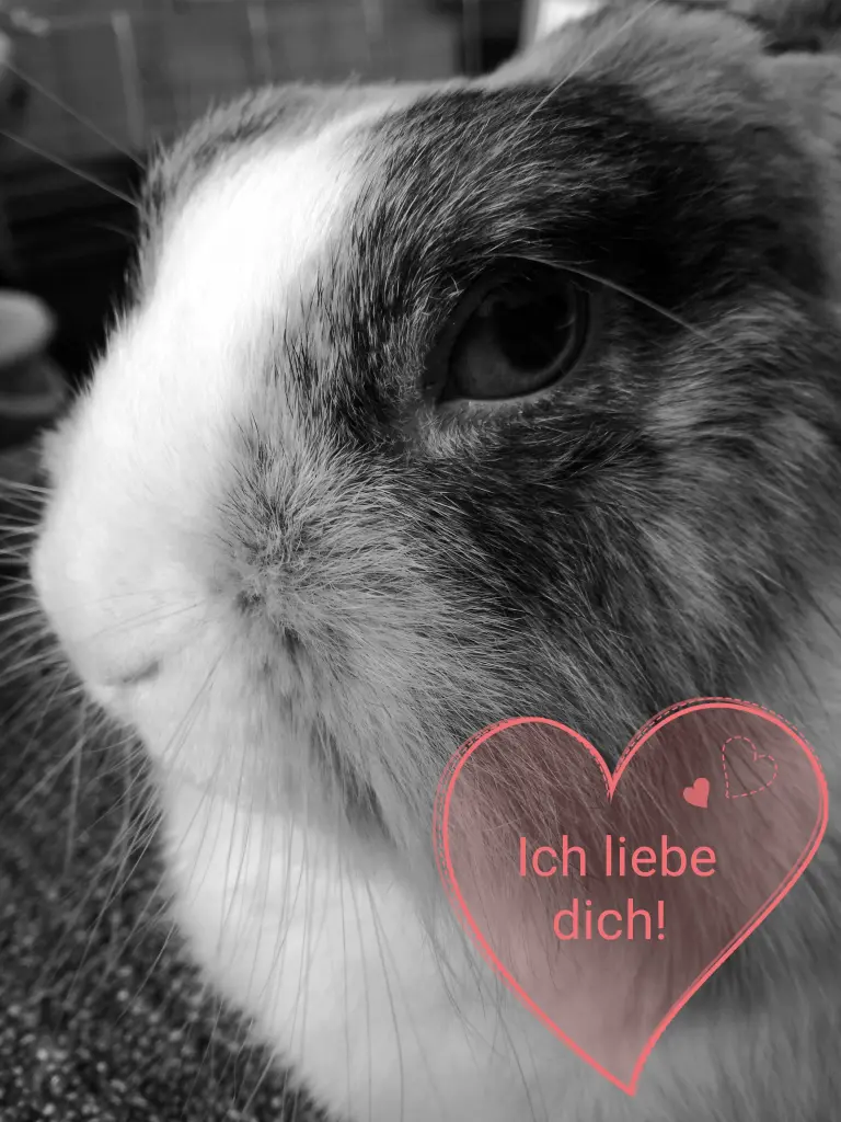 Image from Klopfär