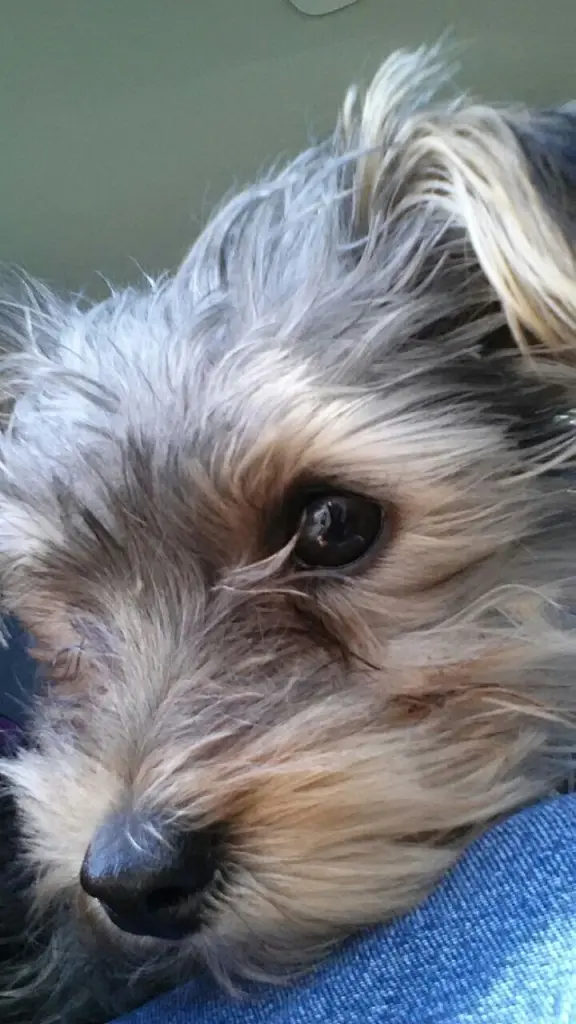 Condolence image of Zeus