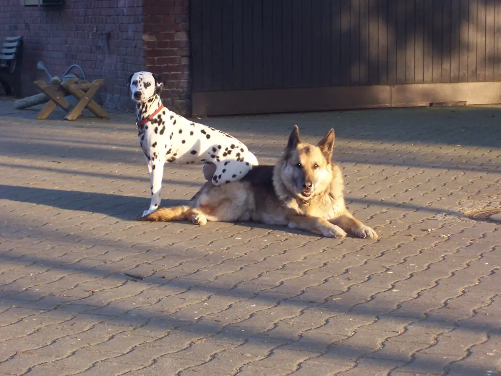 Bild von Amy