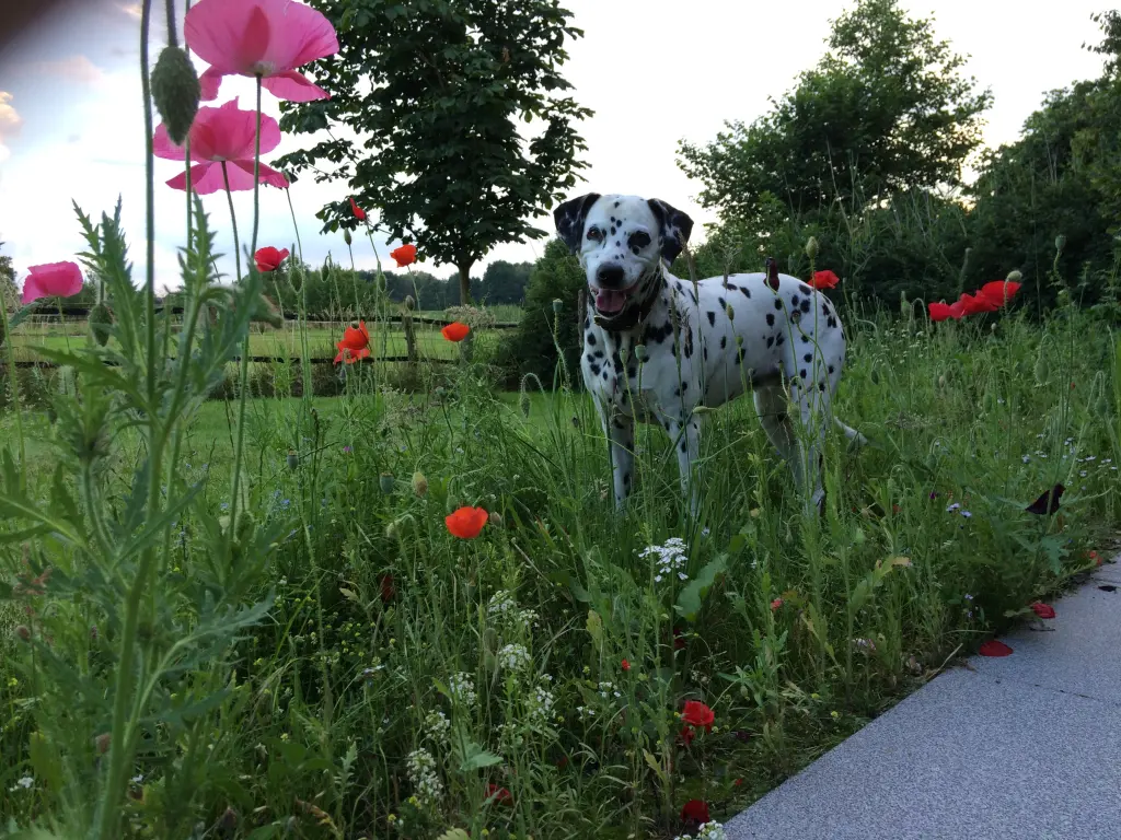 Bild von Amy