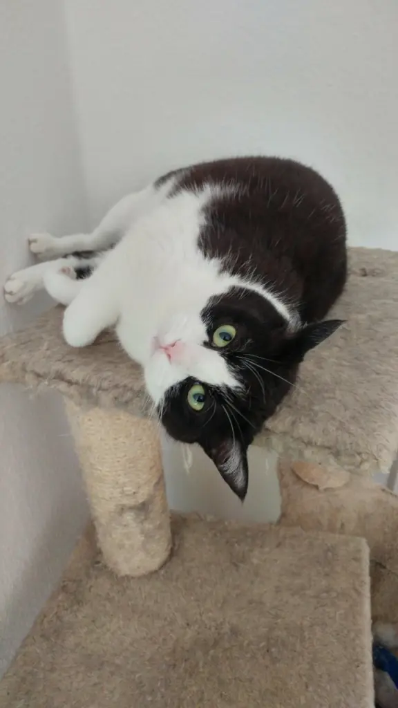 Andachtsbild von Damaris