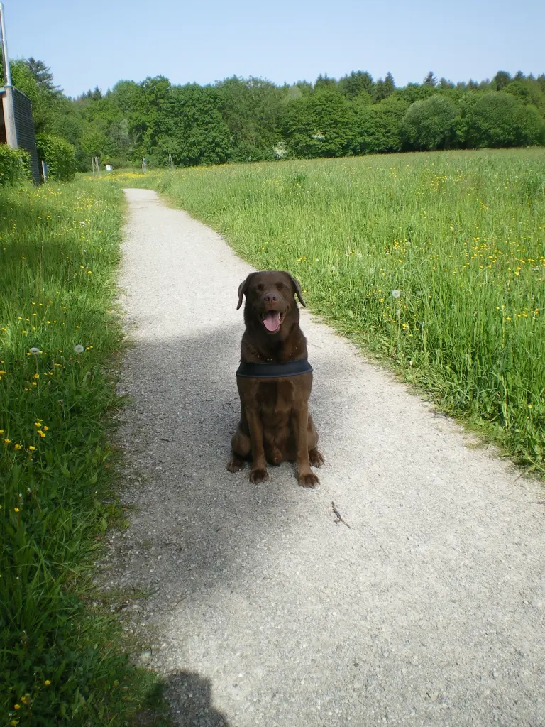 Image from BALOU