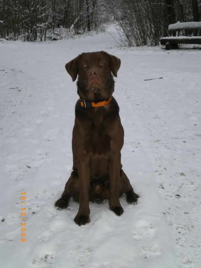 Image from BALOU