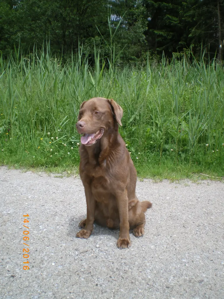 Image from BALOU