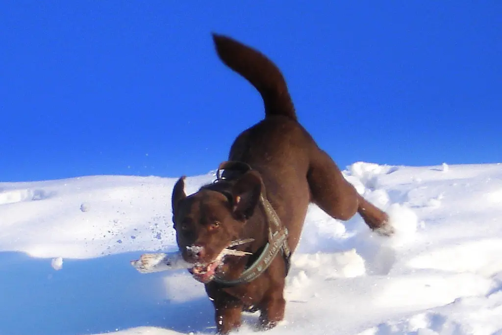 Image from BALOU