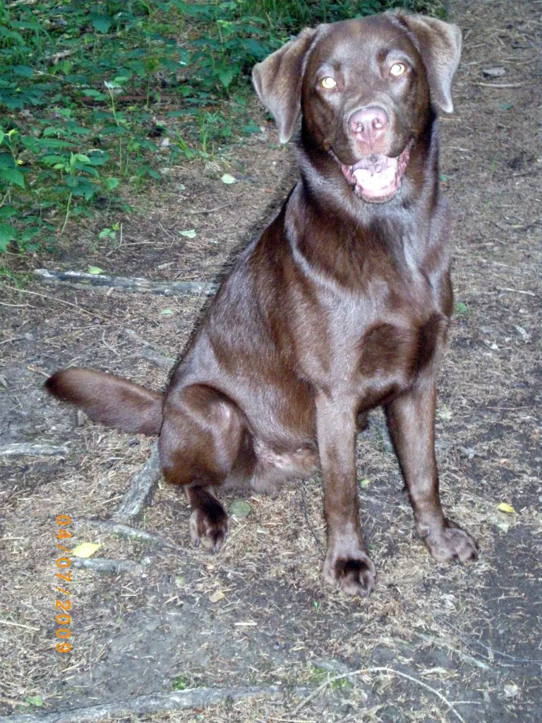 Image from BALOU