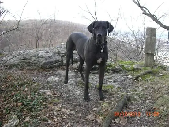 Image from ZEUS
