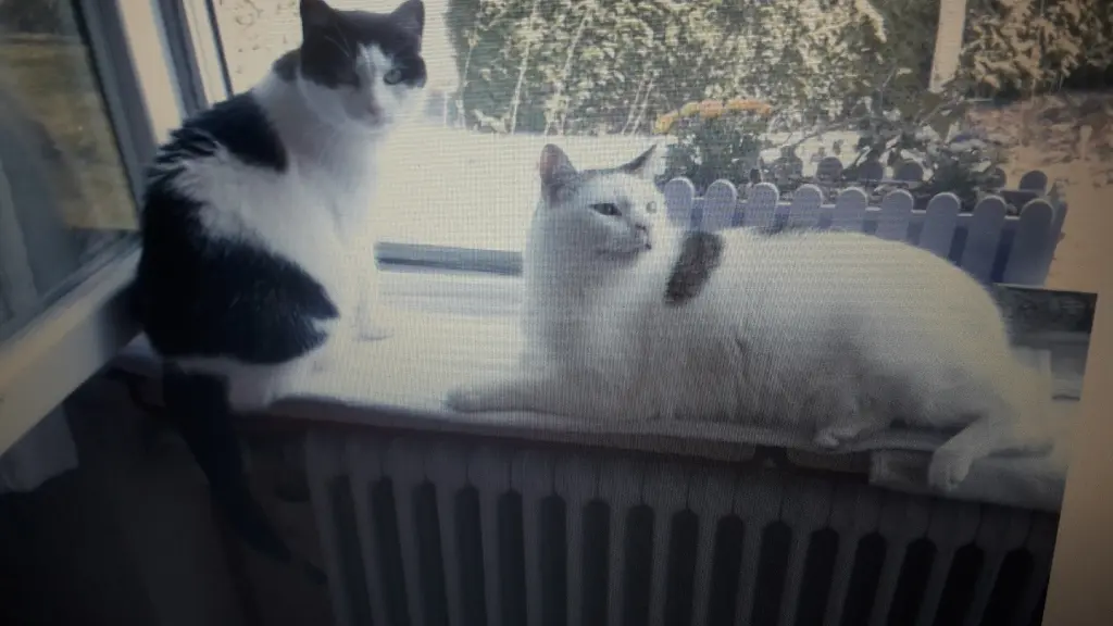 Condolence image of Eike und Edeltraud mit Mulle, Miezi und Jonny tief im Herzen