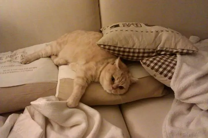 Image from Garfield