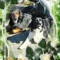 Condolence image of Brigitte mit Nelly, Benny und Axel im Herzen