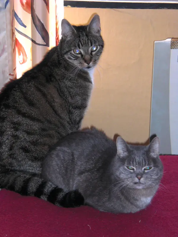 Image from Teddy & Murmel