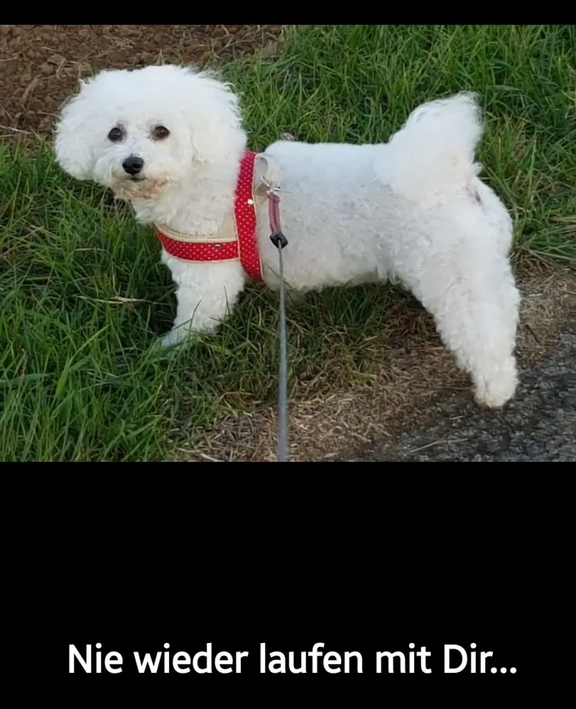Image from Mimi
