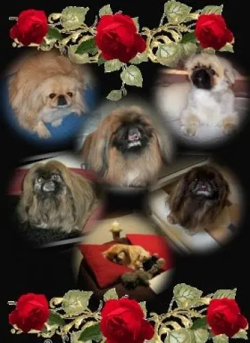 Image from Sina und alle anderen Pekignesen und die Nagerchen