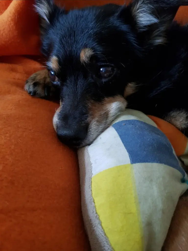 Image from Gismo