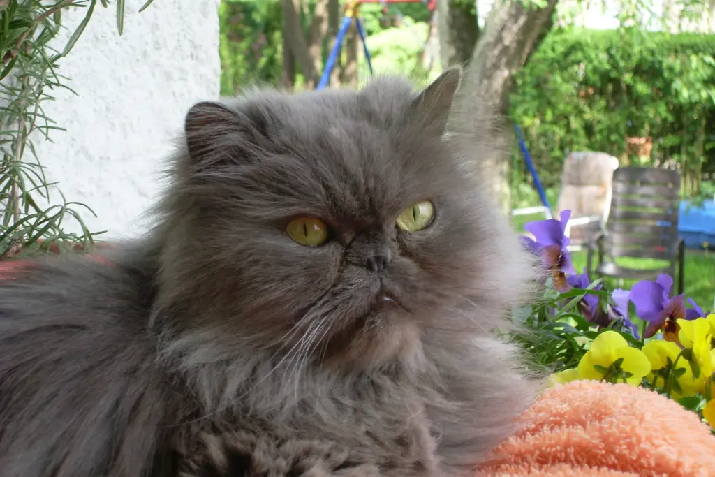 Andachtsbild von Marie mit Merlin im Herzen