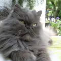 Andachtsbild von Marie mit Merlin im Herzen