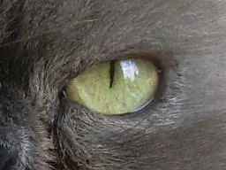 Andachtsbild von Unbekannt