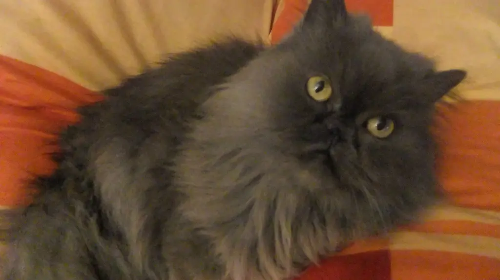 Andachtsbild von Marie mit Merlin im Herzen