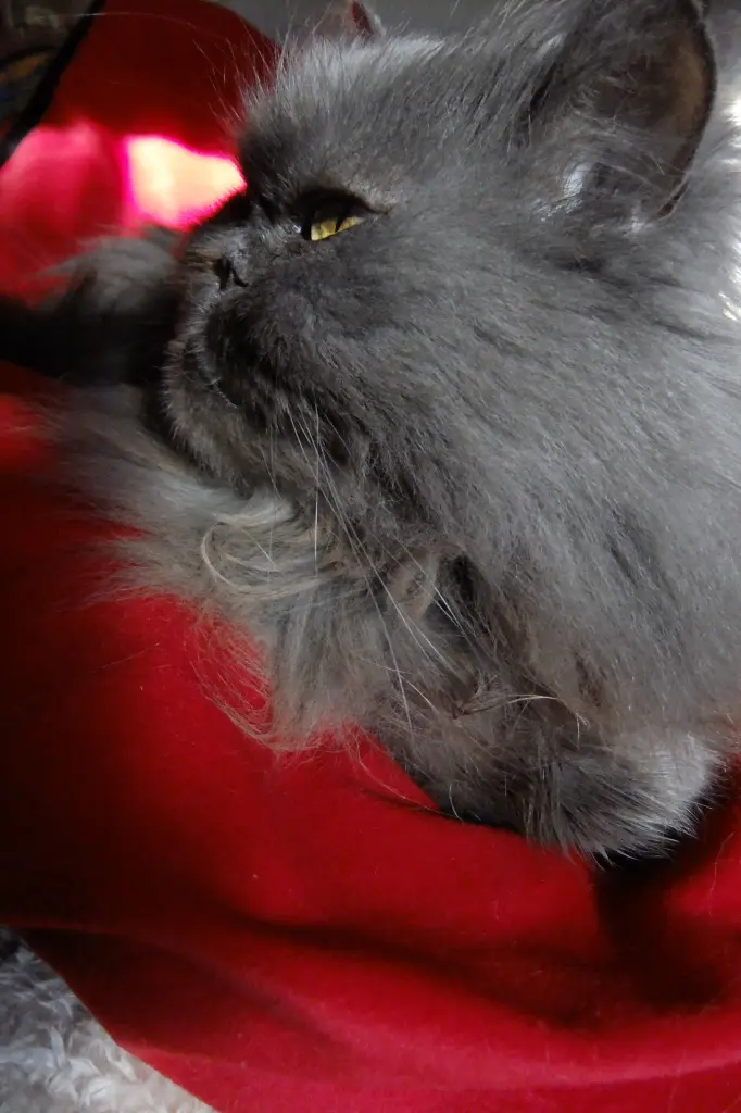 Andachtsbild von Marie mit Merlin im Herzen