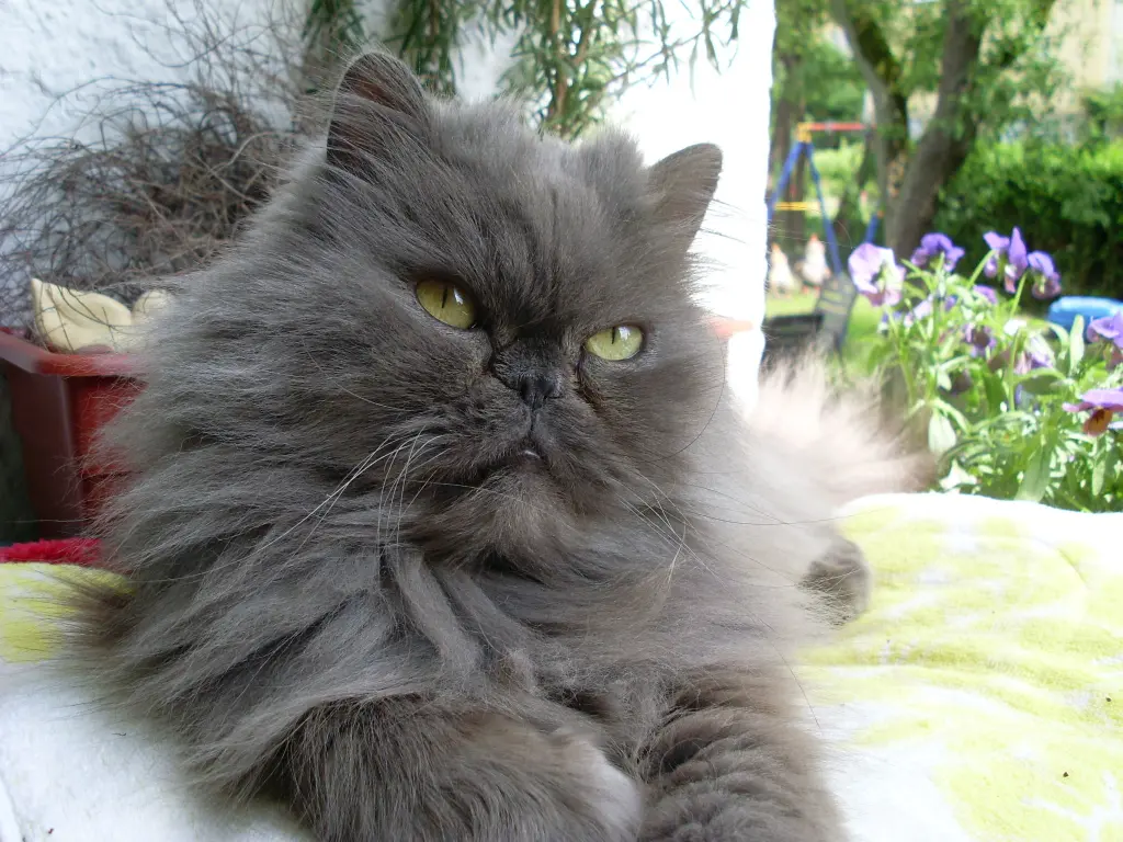 Andachtsbild von Marie mit Merlin im Herzen