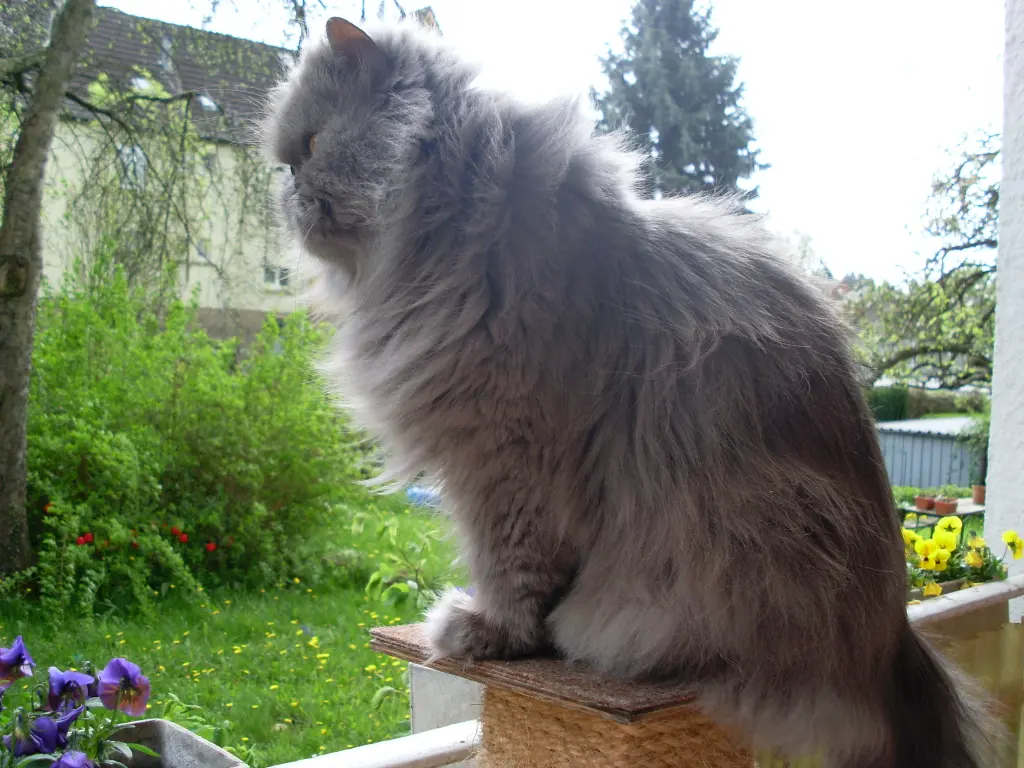 Andachtsbild von Marie mit Merlin im Herzen