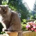 Andachtsbild von Marie mit Merlin im Herzen