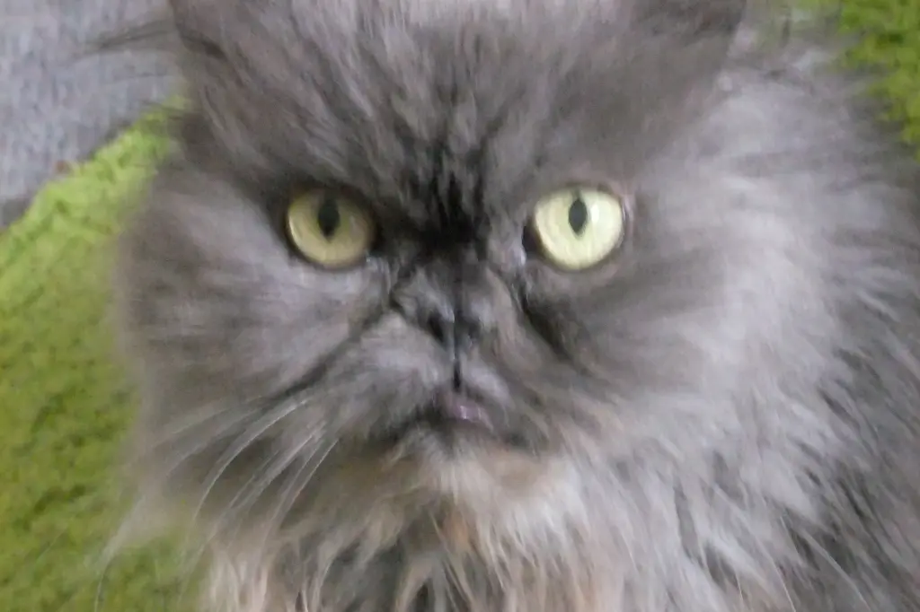 Andachtsbild von Marie mit Merlin im Herzen