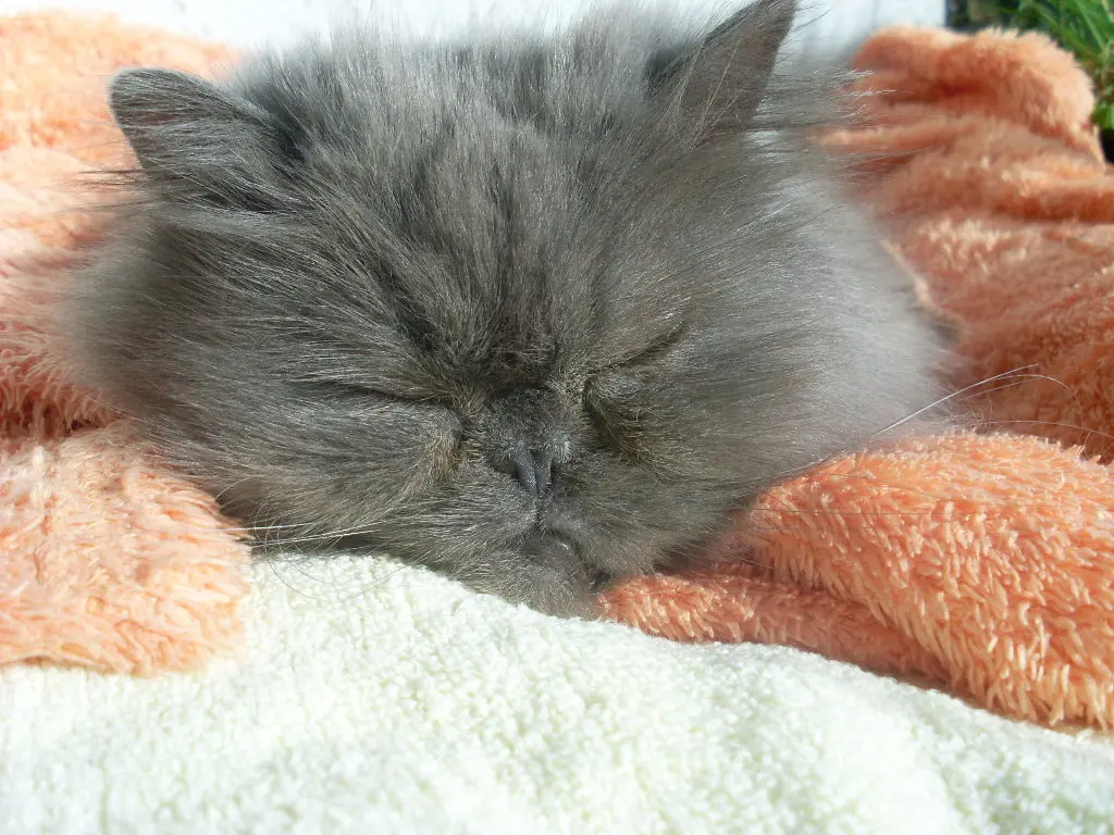 Andachtsbild von Marie mit Merlin im Herzen