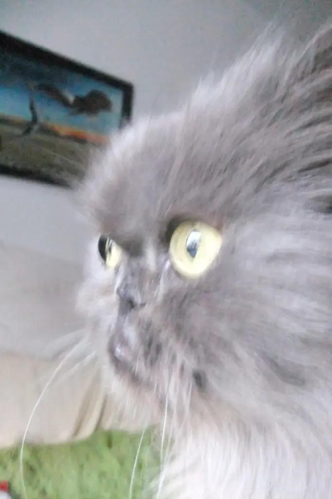 Andachtsbild von Marie mit Merlin im Herzen