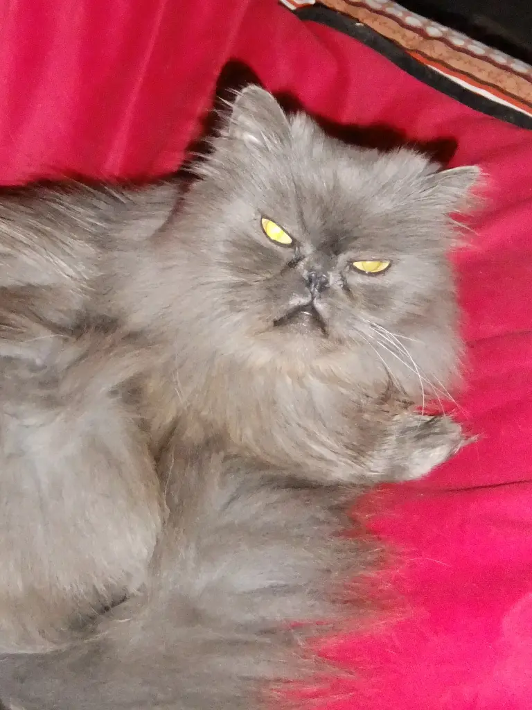 Andachtsbild von Marie mit Merlin im Herzen